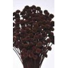 FLORAL BUTTONS Chocolate 18"